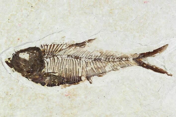 Fossil Fish Plate (Diplomystus) - Wyoming #111263